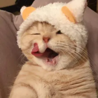 😴 cat, kitten, pet, animal, cute, tongue, hat telegram sticker
