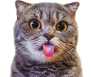 😛 cat, kitten, animal, pet, tongue, cute telegram sticker