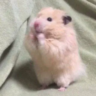 ☺️ hamster, rongeur, mignon, animal, animal de compagnie telegram sticker