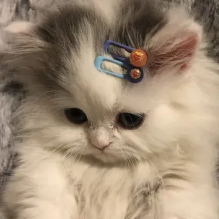🌷 小猫, 猫, 发夹, 可爱, 宠物, 动物, 毛茸茸 telegram sticker