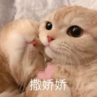 🥰 撒娇娇 gato, lindo, gato doméstico, gatito, amor, adorable, mascota telegram sticker