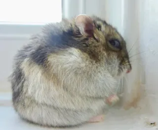 😒 hamster, rodent, animal, cute, pet telegram sticker