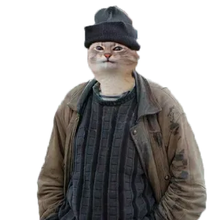 🚶 mèo, hài hước, động vật, mũ beanie, áo len, áo khoác telegram sticker
