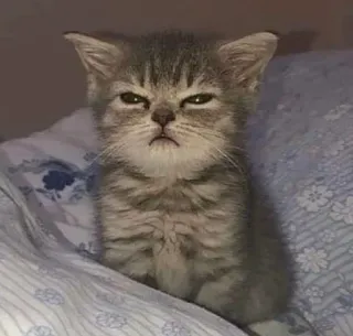 😠 gatinho, gato, fofo, animal, animal de estimação, felino, adorável telegram sticker