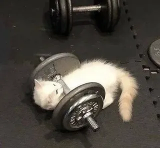 💪 고양이, 새끼 고양이, 역도, 헬스장, 아령, 운동, 웃긴 telegram sticker
