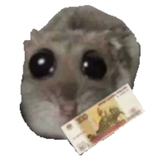 💵 500 hamster, money, cute, rubles, meme, wealth, animal telegram sticker