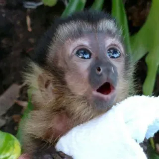 🐒 singe, mignon, bébé, animal, faune telegram sticker
