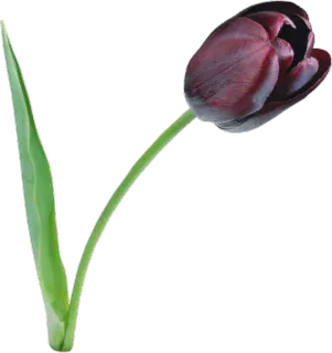 🌷 Blume, Tulpe, dunkle Blume, schwarze Tulpe, Pflanze, Blüte, Natur whatsapp sticker