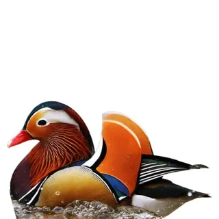 🦆 птица, утка, мандаринка, животное, природа, вода telegram sticker
