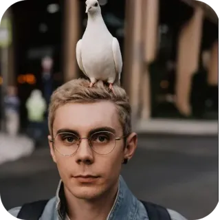 🐦 man, duif, vogel, stad, bril, portret telegram sticker