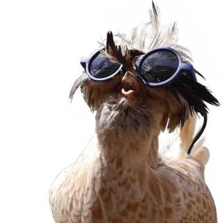 😎 chicken, sunglasses, animal, bird, funny, cool, fowl, poultry telegram sticker