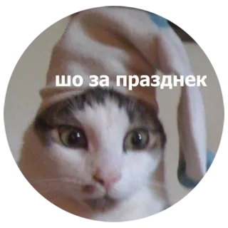 🎉 шо за праздник kat, hoed, vraag, dier, schattig whatsapp sticker