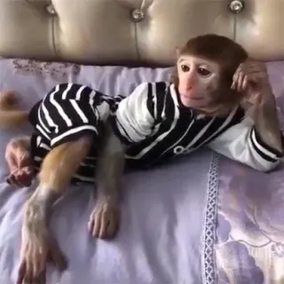 😉 singe, animal, primate, mignon, drôle, lit, vêtement telegram sticker