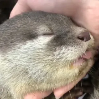 🦦 nutria, animal, lindo, mamífero, mascota telegram sticker