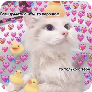 🐱 Если думать о чём-то хорошем, то только о тебе 猫, アヒル, 愛, 可愛い, ハート telegram sticker