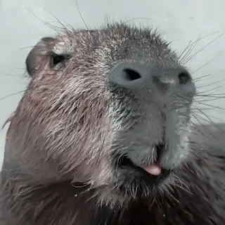 🪵 capivara, animal, roedor, fofo, vida selvagem, mamífero telegram sticker