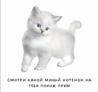 🐱 СМОТРИ КАКОЙ МИЛЫЙ КОТЕНОК НА ТЕБЯ ПОХОЖ ПРЯМ chaton, mignon, chat, animal de compagnie, animal, russe telegram sticker