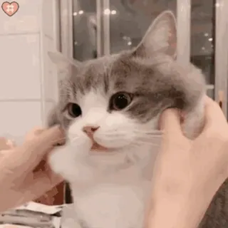 🐱 cat, cute, animal, pet, domestic animal whatsapp sticker