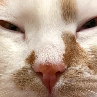 😑 Katze, Tier, Haustier, Katzenartig, Hauskatze, Nahaufnahme, Orange telegram sticker
