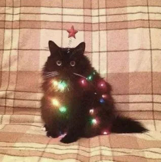 🤩 cat, christmas, new year, party telegram sticker