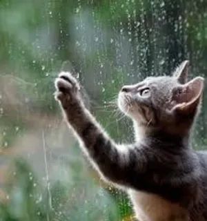 🌧 cat, kitten, rain, window, animal, pet, cute telegram sticker
