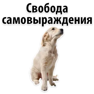 😊 Свобода самовыражения dog, golden retriever, freedom, expression, pet telegram sticker