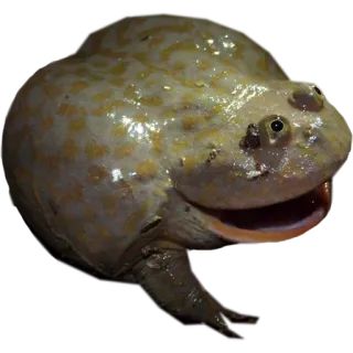 😃 frog, animal, wildlife, amphibian, cute telegram sticker