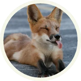 🦊 Лисы @lennysticker telegram stickers
