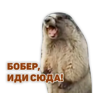🐿 БОБЕР, ИДИ СЮДА! beaver, animal, funny, meme, rodent, russian telegram sticker