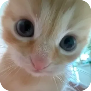 😉 猫, 子猫, 動物, ペット, かわいい, 家畜, 哺乳類 telegram sticker