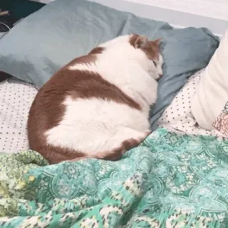 ⚡️ gato, durmiendo, cama, mascota, animal, doméstico, perezoso, felino telegram sticker