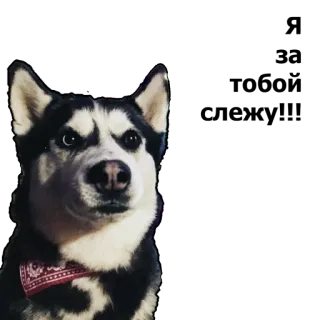 😑 husky, dog, pet, animal, bandana, portrait whatsapp sticker