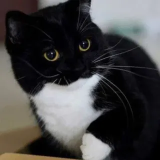 🐾 Katze, Schwarz-weiße Katze, Haustier, Haustier, Säugetier, Tier, Hauskatze telegram sticker