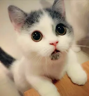 😱 Katze, Kätzchen, süß, Tier, Haustier, Haustier telegram sticker