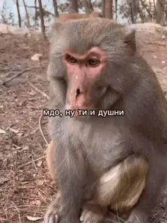 🌟 мдо, ну ти и душни monkey, animal, russian telegram sticker