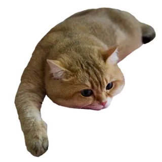 😞 cat, animal, domestic animal, pet, feline telegram sticker
