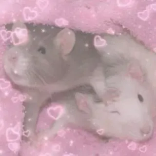 🐀 szczury, zwierzęta, słodkie, serca, różowy, zwierzaki telegram sticker