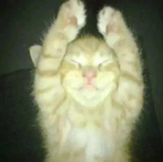 😴 gato, gatinho, fofo, animal, animal de estimação, sonolento telegram sticker