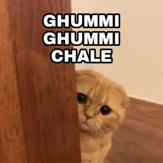 🍁 GHUMMI GHUMMI CHALE Katze, süß, gucken, Tier, entzückend, Haustier telegram sticker