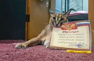 🤡 ПРИКАЗ приказываю купить мне сегодня пиво объёмом 2 л cat, russian, certificate, beer, funny telegram sticker