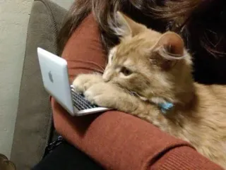 👨‍💻 고양이, 새끼 고양이, 노트북, 컴퓨터, 동물, 애완 동물, 타이핑 telegram sticker