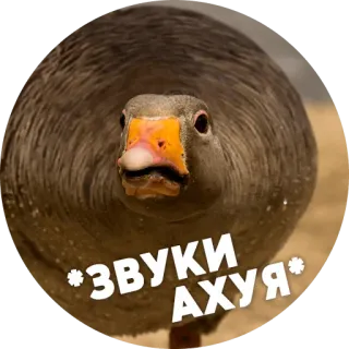 😱 ЗВУКИ АХУЯ 거위, 동물, 스티커, 러시아, 밈 telegram sticker