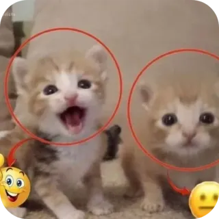 🐱 새끼 고양이, 고양이, 이모티콘, 웃긴, 귀여운, 밈 telegram sticker