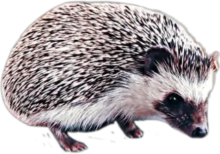 🙂 ёж, животное, дикая природа, млекопитающее, милый, природа telegram sticker