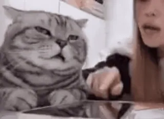 🌟 gato, animal, engraçado, meme, vídeo, interação, fofo telegram sticker