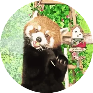 🐼 Panda ruda, Zwierzę, Słodkie, Dzikie zwierzęta, Panda, Natura, Witamy, Ogród telegram sticker