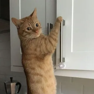 🤫 gatto, cucina, gatto arancione, animale domestico, gatto domestico, animale, armadio telegram sticker