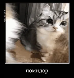 🍅 помидор gato, gatinho, fofo, animal, animal de estimação, tomate telegram sticker