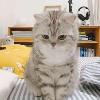 🙁 cat, pet, animal, domestic cat, feline, kitty telegram sticker