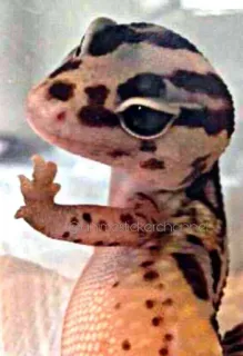 🙂 Gecko, Echse, Tier, Stinkefinger, unhöflich whatsapp sticker